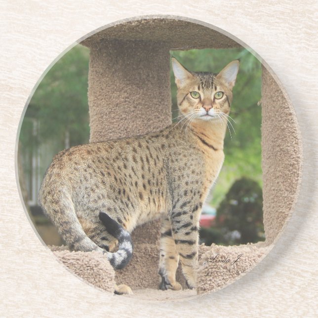 Cat Series---Serval Savannah Cat---Coaster Coaster (Front)