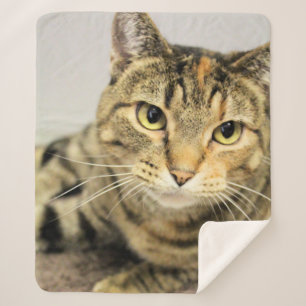 Cat sherpa blanket
