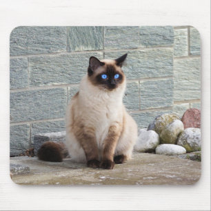 Cat, Siamese, Animal Mouse Pad
