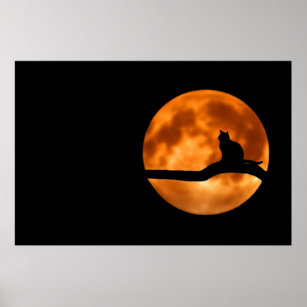 Cat Silhouette Moonlight Poster
