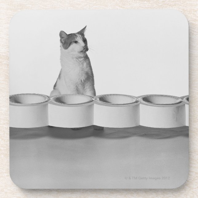 Cat sitting and licking beside pet bowl on white coaster (Front)
