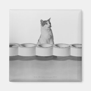 Cat sitting and licking beside pet bowl on white magnet
