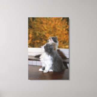 Cat sitting and looking up canvas print
