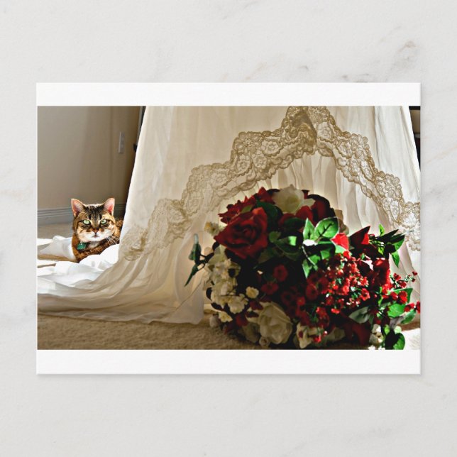 Cat Sitting Behind Wedding Dress Postcards (Front)