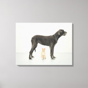 Cat sitting beneath Great Dane Canvas Print