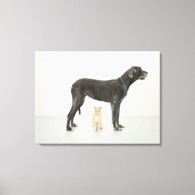 Cat sitting beneath Great Dane Canvas Print (Front)