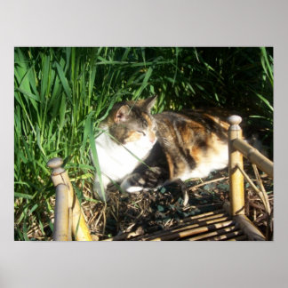 Cat Sitting in the grass Print