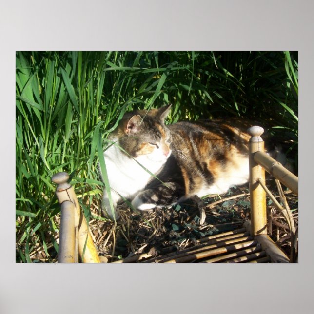 Cat Sitting in the grass Print (Front)