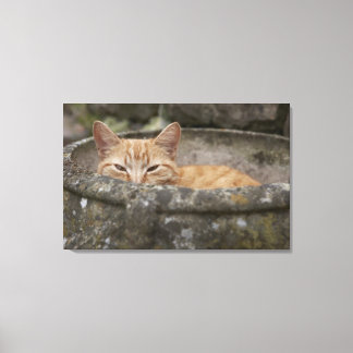 Cat sitting inside urn canvas print