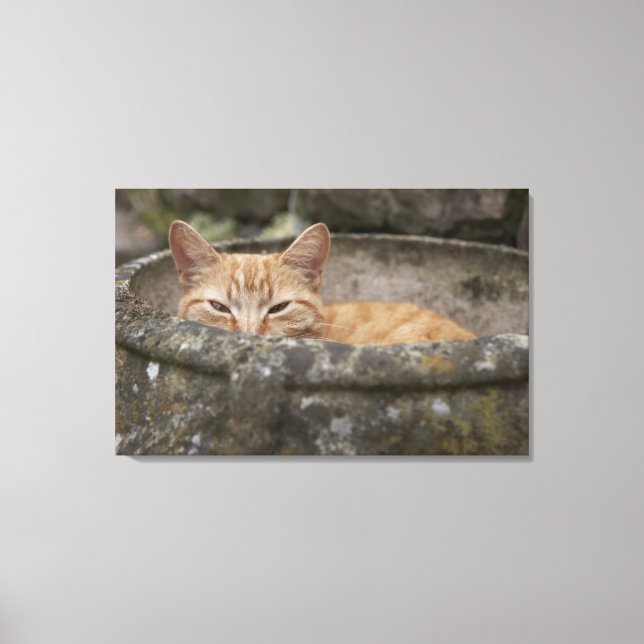 Cat sitting inside urn canvas print (Front)