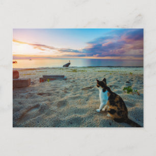 Cat Sitting On A Beach Postcard