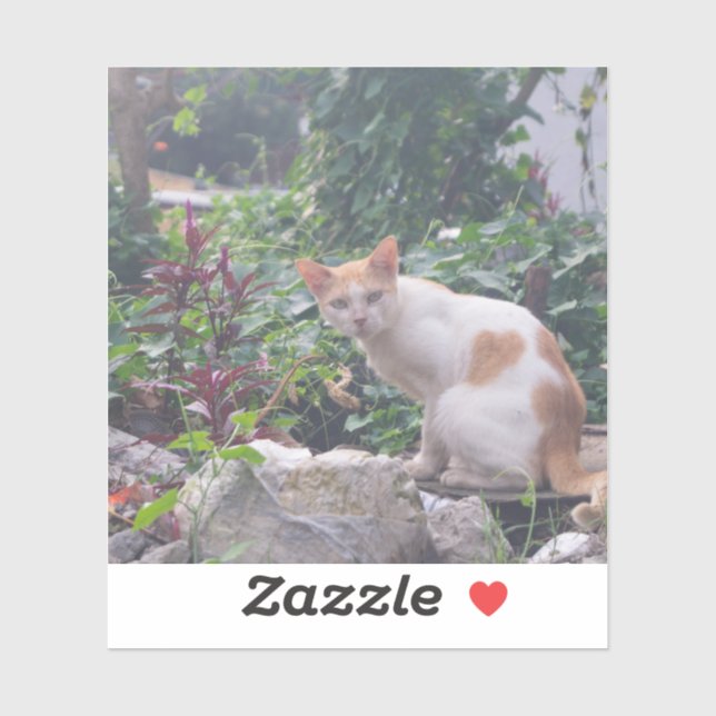 Cat Sitting on a Rubble of Stones (Sheet)