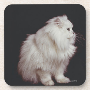 Cat sitting on black background, close-up coaster