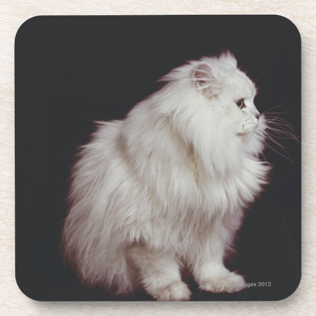 Cat sitting on black background, close-up coaster (Front)