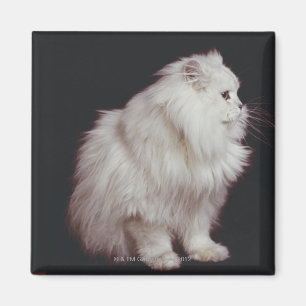 Cat sitting on black background, close-up magnet