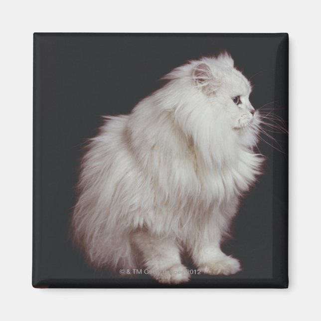 Cat sitting on black background, close-up magnet (Front)