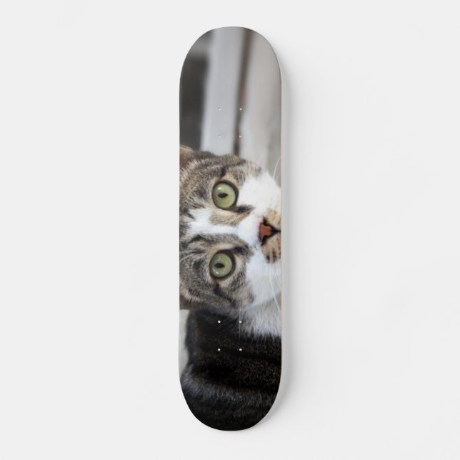 Cat Skateboard (Front)