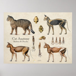 Cat Skeletal Muscular Anatomy Poster