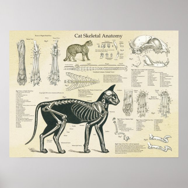 Cat Skeletal System Bones Anatomy Chart (Front)