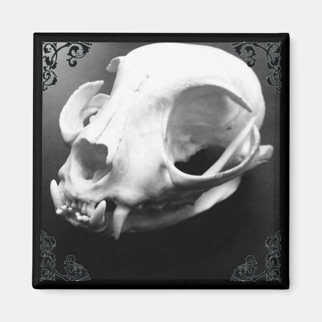 Cat Skull Taxidermy Gothic magnet (Front)