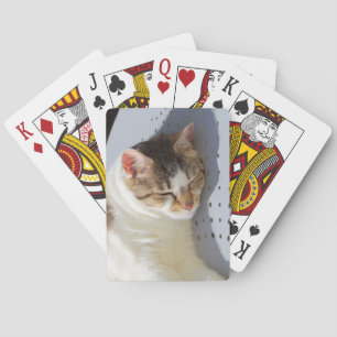 Cat sleeping in a garden playing cards