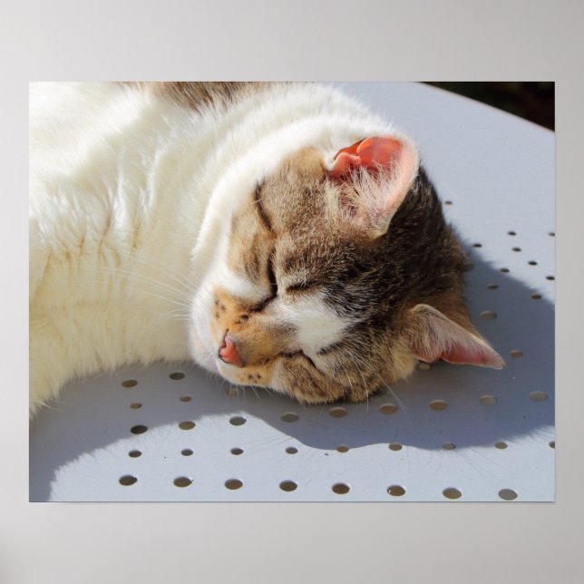 Cat sleeping in a garden poster (Front)