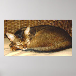 Cat Sleeping in Wicker Chair Poster