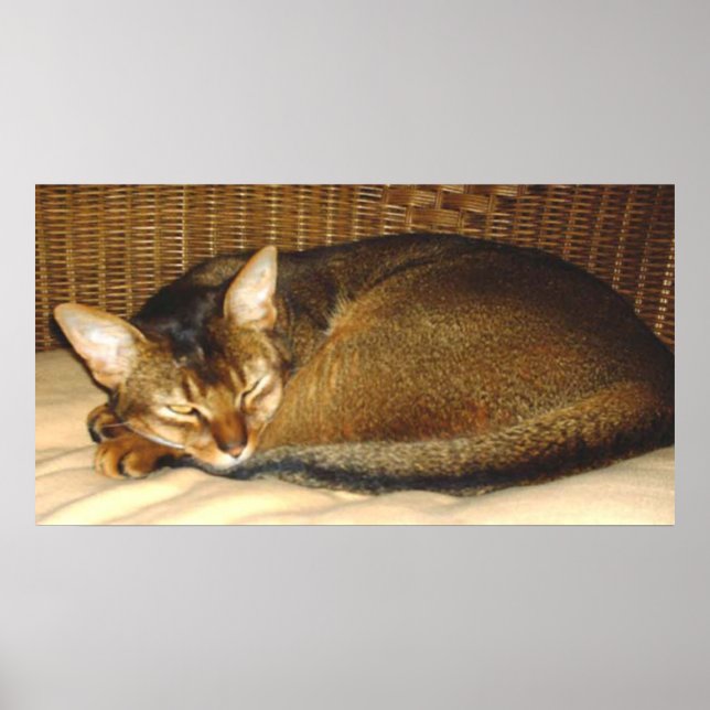 Cat Sleeping in Wicker Chair Poster (Front)