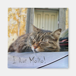 Cat sleeping on a car magnet