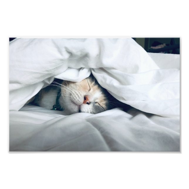 Cat Sleeping Under White Blanket Photo Print (Front)