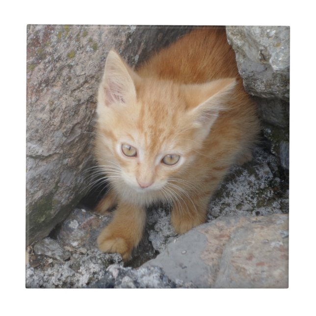 Cat Small (4.25" x 4.25") Ceramic Photo Tile (Front)