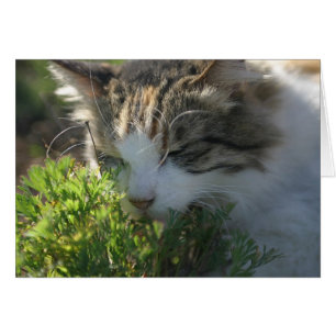 Cat Smelling a Plant