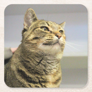 Cat Square Paper Coaster