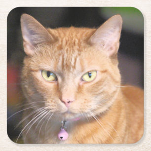Cat square paper coaster
