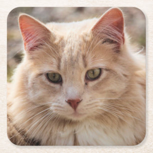 Cat      square paper coaster