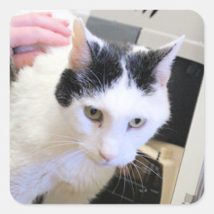 Cat square sticker