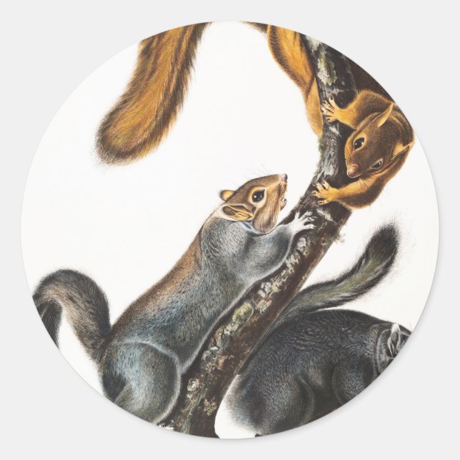 Cat Squirrel (Sciurus cinereus) Illustration Classic Round Sticker (Front)