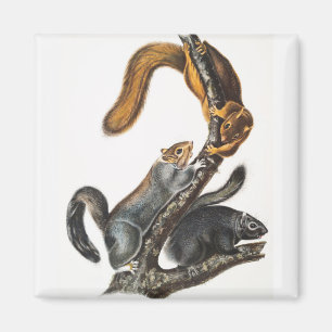 Cat Squirrel (Sciurus cinereus) Illustration Magnet