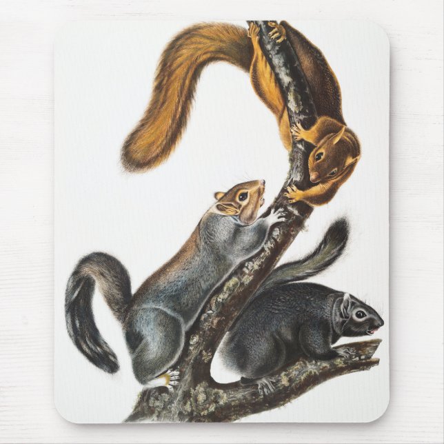 Cat Squirrel (Sciurus cinereus) Illustration Mouse Pad (Front)