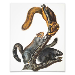 Cat Squirrel (Sciurus cinereus) Illustration Photo Print