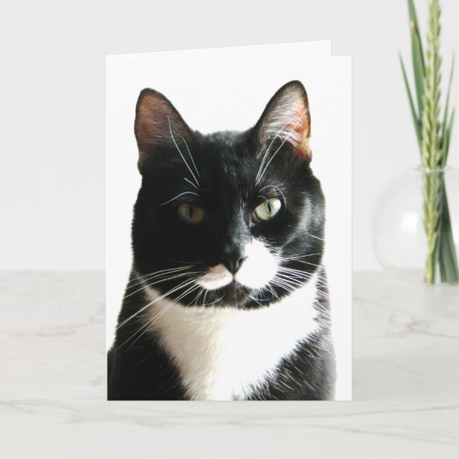 Cat Stare Down Birthday Card (Front)