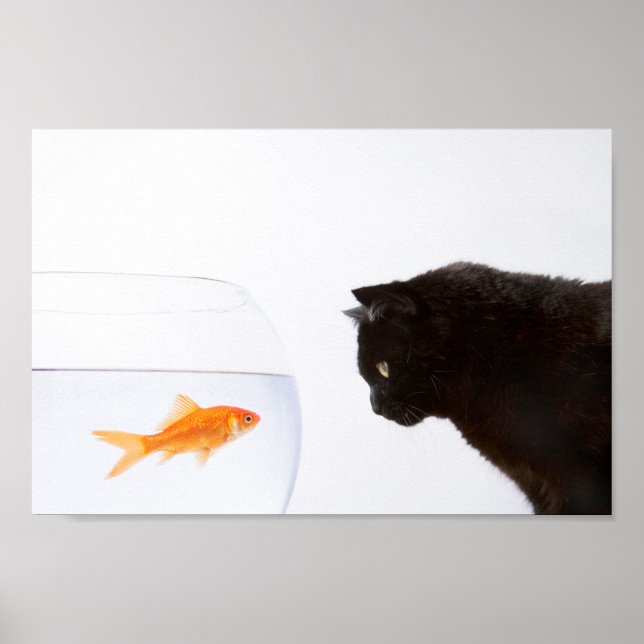 Cat staring at goldfish print (Front)