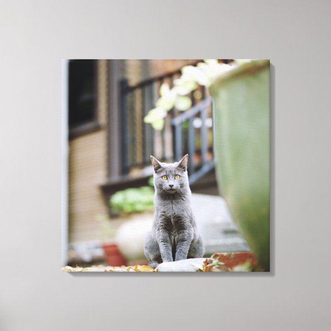 Cat staring canvas print (Front)