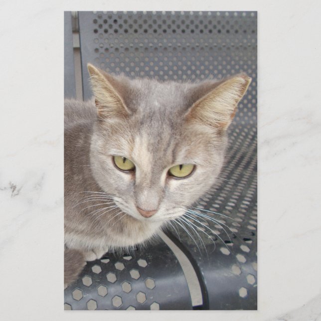 Cat Stationery (Front)