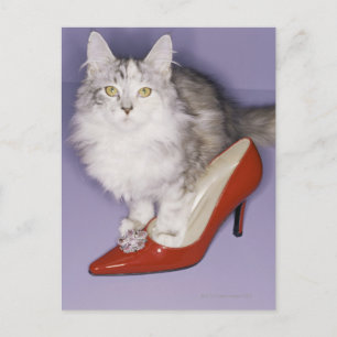 Cat stepping into high heel postcard