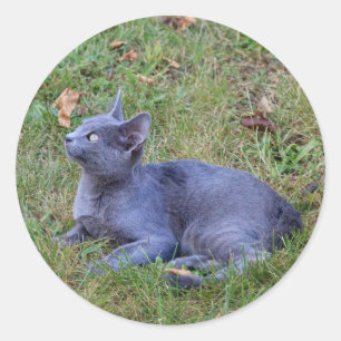 Cat Sticker