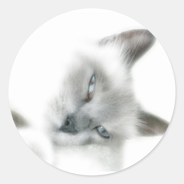 Cat Stickers (Front)