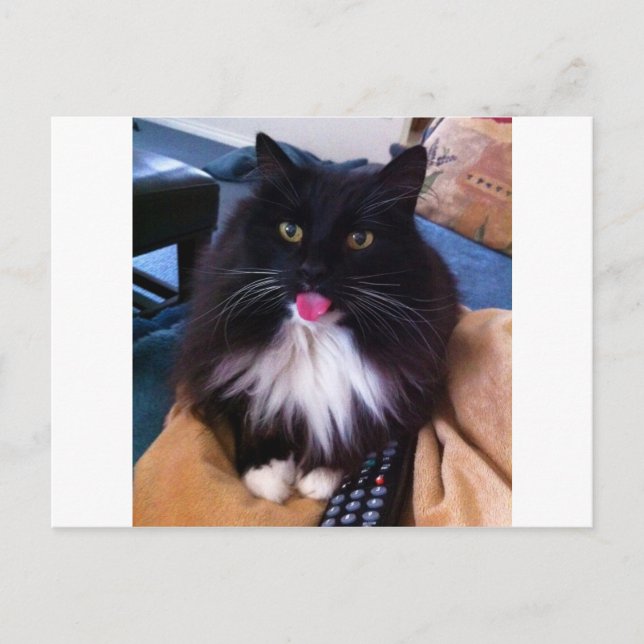 Cat sticking out Tongue Postcard (Front)