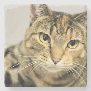 Cat  stone coaster