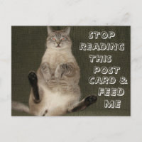 Cat "Stop Reading Postcard & Feed Me" Postcard